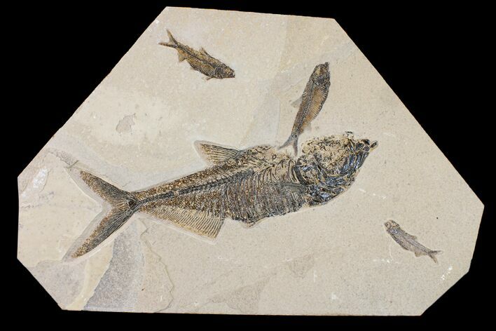 Fossil Fish (Diplomystus) With Three Knightia - Wyoming #163522